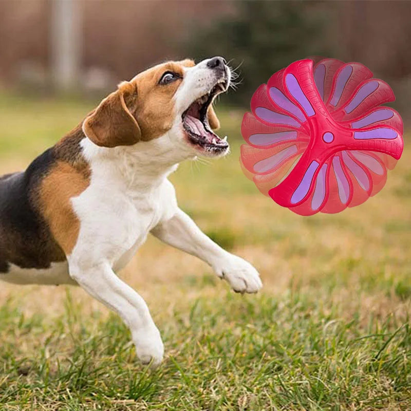 Maison Paw AeroFetch™ Dog Boomerang Toy (1/2/3 pcs)