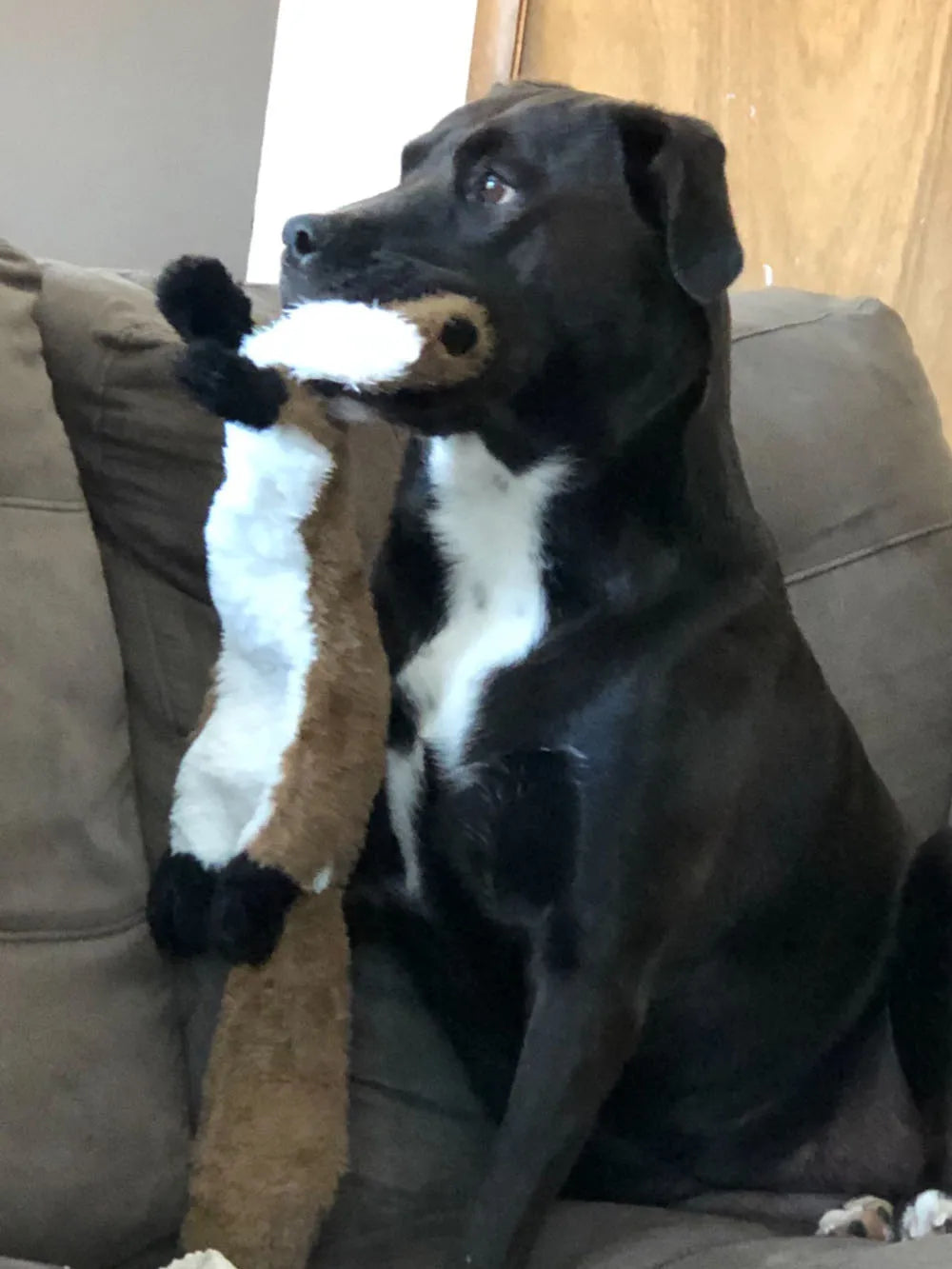 Maison Paw CrinkleCritter™ Stuffing-Free Squeaky Dog Toy